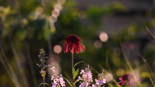 Close up of vibrant red coneflower blooming in soft sunlight with green foliage background
