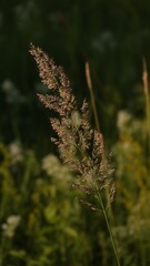 Pionowe ujęcie makro przedstawiające puszysty, podłużny kłos dzikiej trawy oświetlony ciepłymi promieniami słońca na zielonym, rozmytym tle. © tomo81