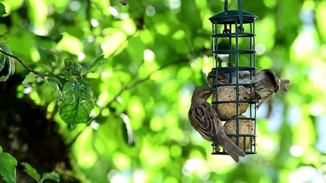 sparrows eating at the suet balls in a tree in summer in Germany