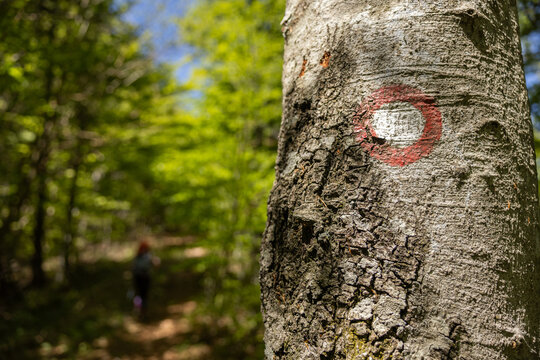 simbolo internazionale di sentiero, con i caratteristici colori bianco e rosso, disegnato sulla corteccia di un albero, in un bosco di montagna