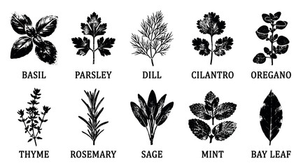 Grunge black silhouettes of fresh culinary herbs and spices © Capuccino