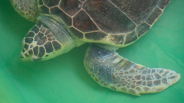 Macro Texture Detail of a Loggerhead Sea Turtle Shell and Flipper