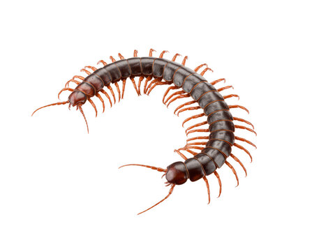 A detailed brown centipede insect with many legs