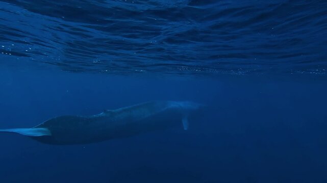 Rare rear three-quarter view of a blue whale, Balaenoptera musculus, moving slowly beneath the ocean surface with almost no visible body movement.