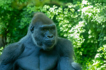 Naklejka premium Western lowland gorilla silverback portrait. Bronx Zoo, New York.