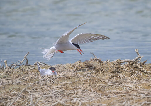 A common tern, Sterna hirundo, flying low over a nesting tern, springtime, Albufera, Mallorca, Spain 