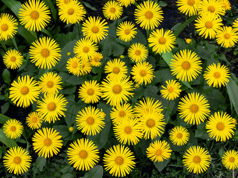 Many yellow Doronicum flowers