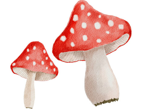 fly agaric mushroom in watercolor style transparent background 