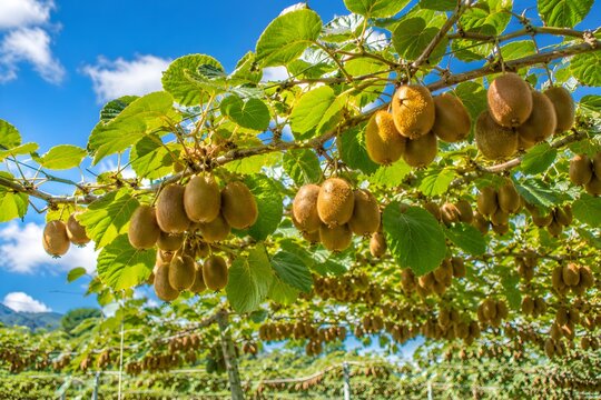 kiwi vine full of ripe fruits against blue sky, premium nature photography