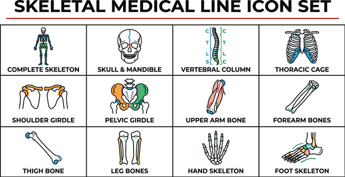 Skeletal medical line icons set of human bones anatomy