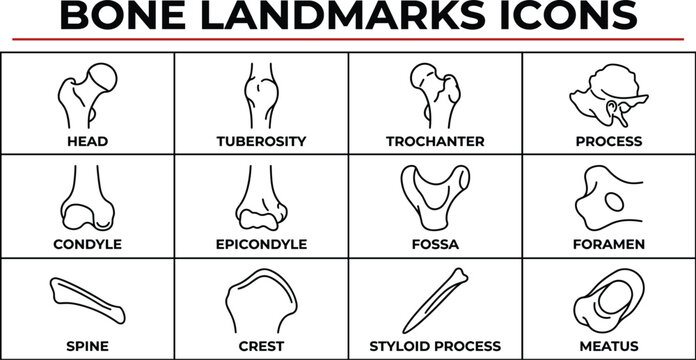 Anatomical bone landmarks icons set with labels
