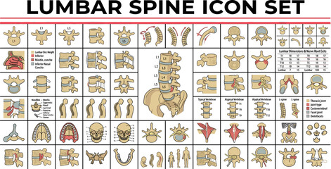 Obraz premium Detailed lumbar spine medical icon set with anatomical views
