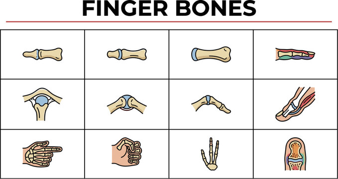 Illustrated guide to human finger bones anatomy with labeled diagrams
