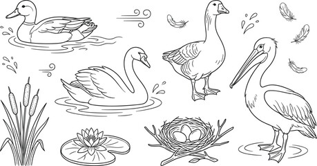 Hand drawn water birds nature outline icons set with swan duck goose pelican nest lily and reeds © MstLaky