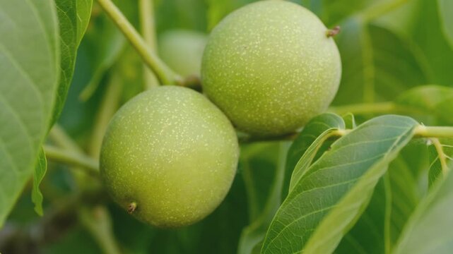Green young walnuts growing on a tree branch among lush leaves in summer garden