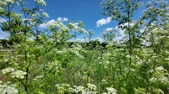 Wildflowers grow in a field under a blue sky with clouds on a sunny day in summer season