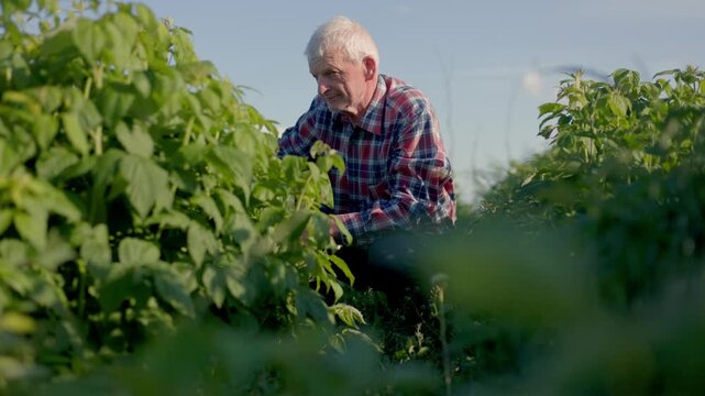 The video conveys a sense of peace, hard work, and dedication to eco-friendly farming practices.This high-quality footage is perfect for commercial projects related to agribusiness, nature.