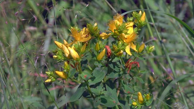 Close-up of Hypericum perforatum plant with bright yellow blossoms