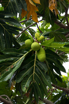 Unripe breadfruit clusters hanging on Artocarpus altilis tree with lobed leaves, tropical garden