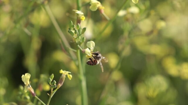 ape che prende il polline dai fiori gialli di una pianta e poi vola via, di giorno, in primavera, video al rallentatore