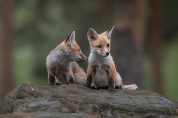 Fototapeta premium Two cute red fox cubs, Vulpes vulpes, exploring a large rock in the forest. Young wild animals playing together in their natural habitat.