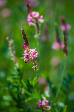 Bee pollinating pink sainfoin flowers in summer meadow