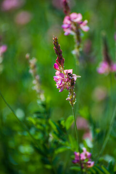 Honey bee pollinating sainfoin flower in spring field