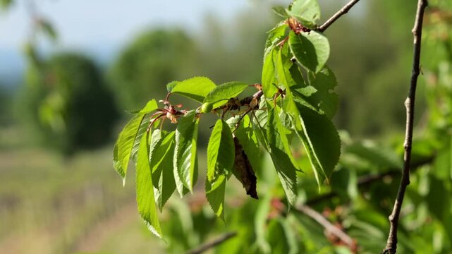 foglie verdi sui rami di un albero che vengono mosse  dal vento, di giorno, in un ambiente naturale, in primavera, video macro in tempo reale