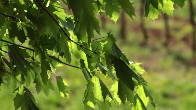 foglie verdi sui rami di un albero che vengono mosse lentamente dal vento, di giorno, in un ambiente naturale, in primavera