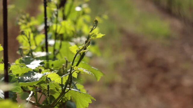 vento che muove le foglie verdi di piante di vite in un vigneto, di giorno, in primavera, in un ambiente naturale di campagna, video macro in tempo reale