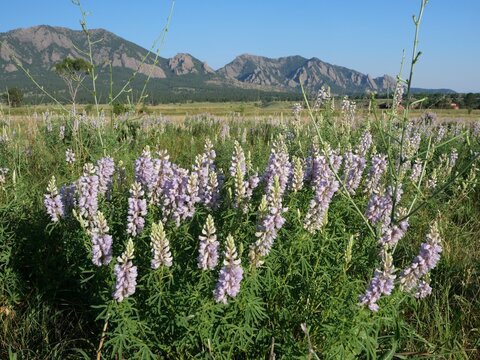 Silvery Lupine (Lupinus argenteus) Blooming with the Flatirons in Boulder, Colorado