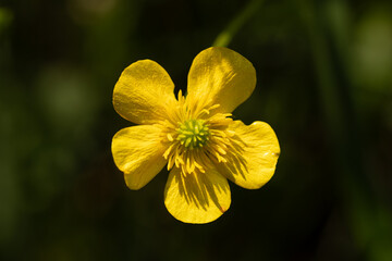 vista macro frontale di un piccolo fiore con cinque petali gialli su sfondo nero © PhotoMet