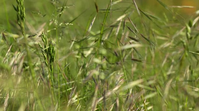 vento che muove rapidamente i fili d'erba alta e di altre piante erbacee cresciute spontaneamente in un campo, in un ambiente naturale di campagna, in primavera, video macro in tempo reale