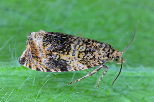 Syricoris lacunana, the dark strawberry tortrix, is a small moth species of the family Tortricidae. Larvae and caterpillars are pests of raspberries, 