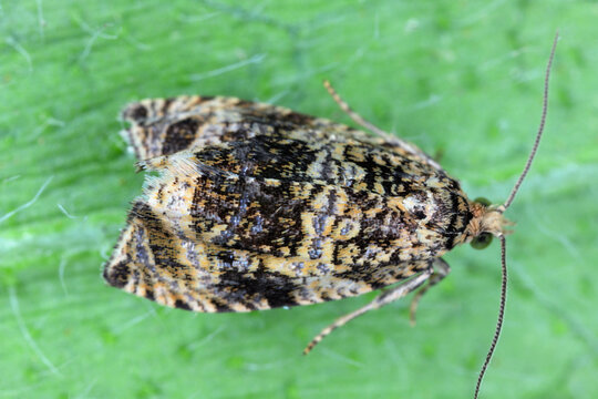 Syricoris lacunana, the dark strawberry tortrix, is a small moth species of the family Tortricidae. Larvae and caterpillars are pests of raspberries, 