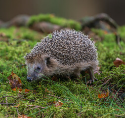 European hedgehog, Erinaceus europaeus, walking on green moss in the forest. Wild animal in natural habitat. © Rudolf