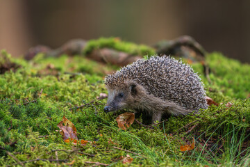 European hedgehog, Erinaceus europaeus, walking on green moss in the forest. Wild animal in natural habitat. © Rudolf