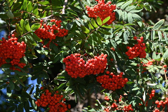 Vogelbeeren