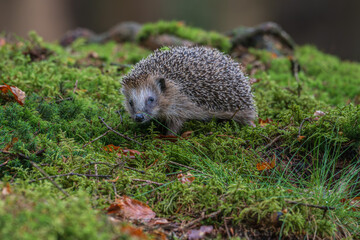 European hedgehog, Erinaceus europaeus, walking on green moss in the forest. Wild animal in natural habitat. © Rudolf
