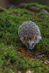 European hedgehog, Erinaceus europaeus, walking on green moss in the forest. Wild animal in natural habitat. © Rudolf