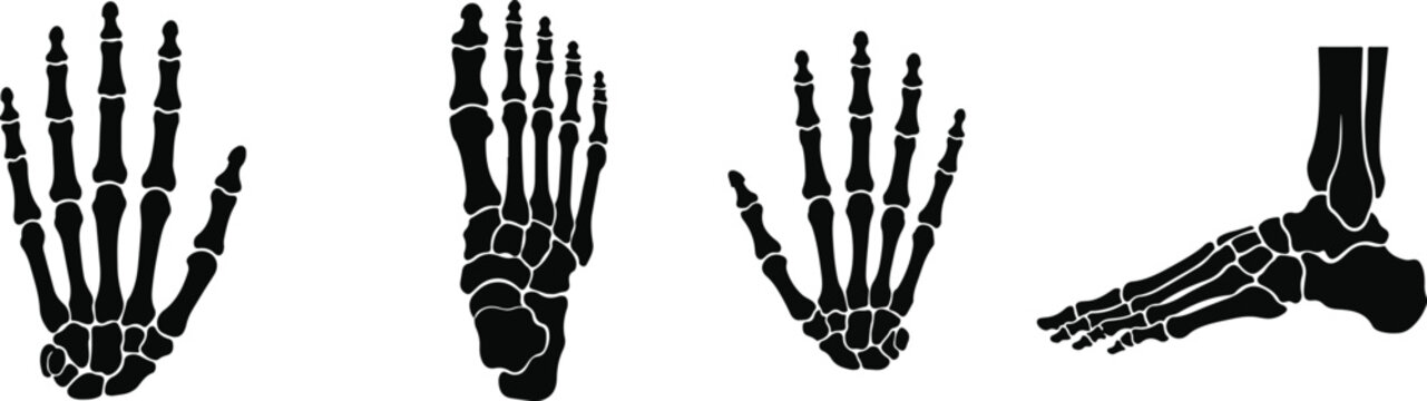 Halloween skeleton hands and feet black silhouette anatomy illustration