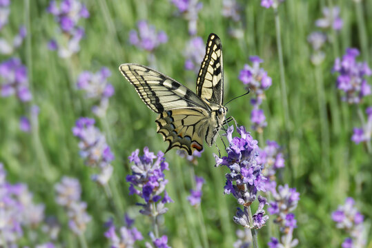 Old World Swallowtail or common yellow swallowtail (Papilio machaon) sitting on lavender in Zurich, Switzerland