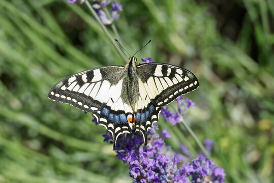 Old World Swallowtail or common yellow swallowtail (Papilio machaon) sitting on lavender in Zurich, Switzerland