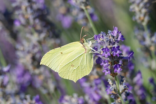 Common brimstone butterfly (Gonepteryx rhamni) sitting on lavender in Zurich, Switzerland