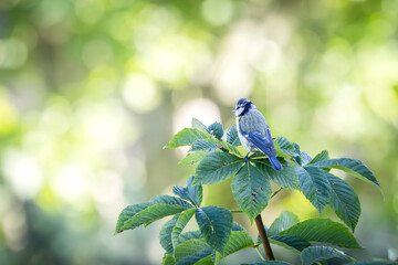 Eurasian Blue Tit (cyanisies caeruleus). Biodiversity concept in the city. Bird from my balcony. © Pi-R