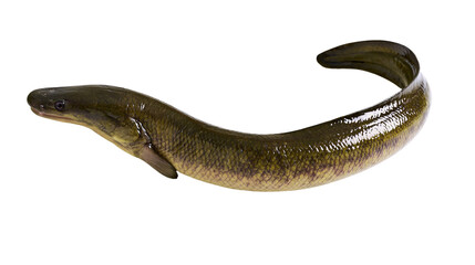 Obraz premium Elongated green eel with textured scales, isolated on transparent background