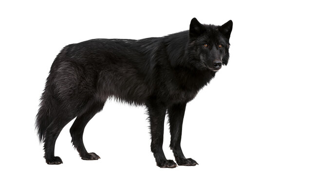 Black wolf standing alert, isolated on transparent background