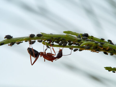 Symbiotic relationship between ants and aphids. mutualism