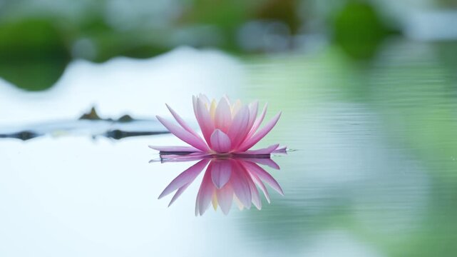 Pink lotus flower or water lily reflected on the water surface. Green Blurred background