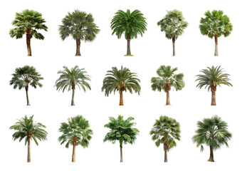 Fototapeta premium PNG Diverse palm tree collection on transparent background